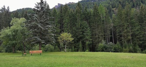 Trees and plants growing on field