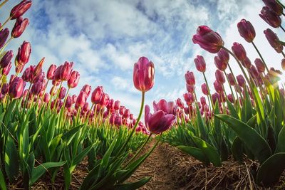 Tulips blooming on field against sky