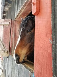 Close-up of horse