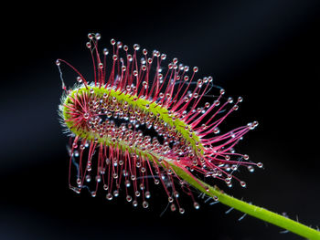 Close-up of flowers