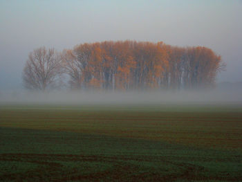 Trees on field against sky during foggy weather