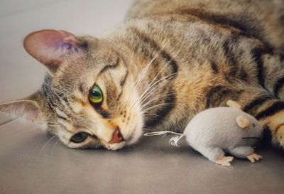 Cat playing with toy mouse