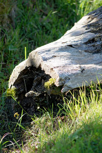 Close-up of mushroom on wooden log in field