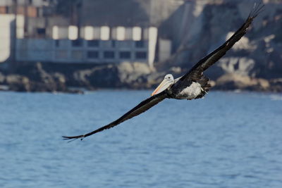 Close-up of bird flying over river