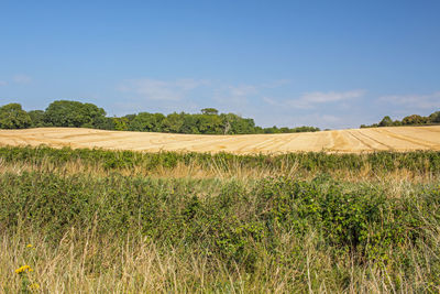 Scenic view of agricultural field against sky