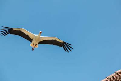 Low angle view of seagull flying