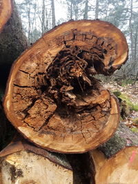 Close-up of tree stump