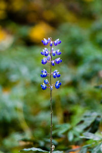 Close-up of purple flowers growing outdoors