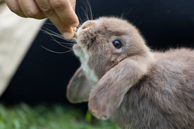 Cute rabbit eating pellet food from owner woman hand. hungry rabbit eating food in the meadow. 
