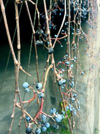 Close-up of hanging outdoors