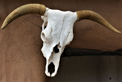 Close-up of animal skull