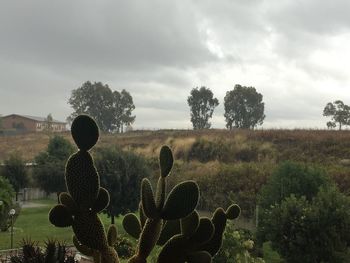 Cactus plant growing in back yard against cloudy sky during rainy season