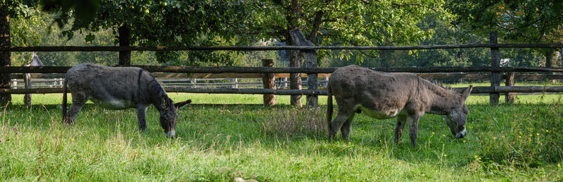 Sheep grazing in a field