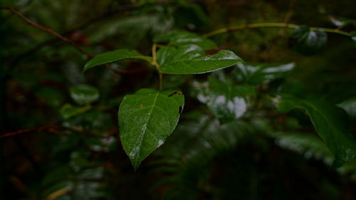 Close-up of water drops on leaves