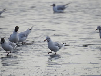 Seagulls on beach