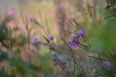 Close-up of pink flowering plants on field