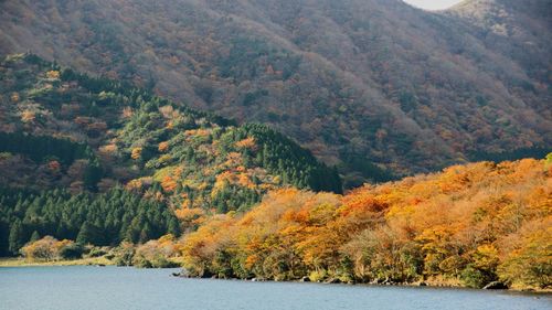 Scenic view of forest during autumn