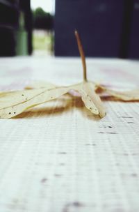 Close-up of an animal on table