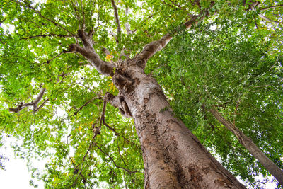 Low angle view of tree in forest