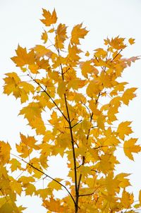 Close-up of maple tree during autumn