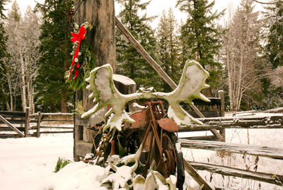 View of an animal hanging on snow covered land