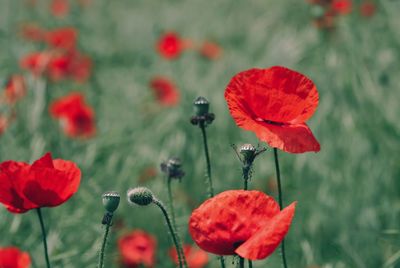 Close-up of poppy blooming outdoors