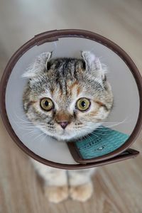 Close-up portrait of a cat