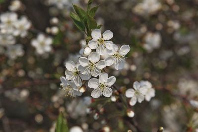 Close-up of white cherry blossoms