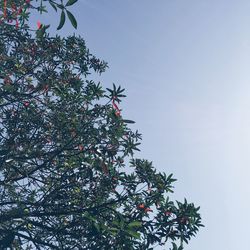 Low angle view of trees against clear sky