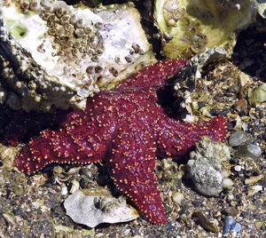 Close-up of crab on rock at beach