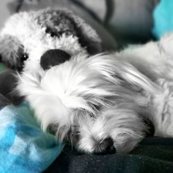 Close-up of dog sleeping