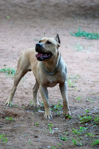 Dog running on field