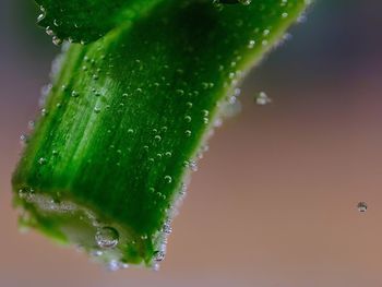 Close-up of water drops on fruit