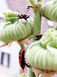 Close-up of bee pollinating flower