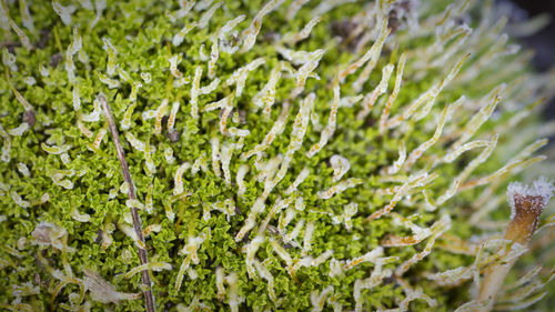 Close-up of plant