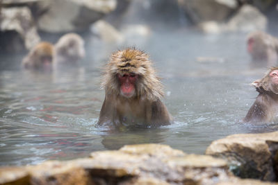 Monkeys in hot spring