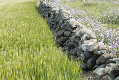 Scenic view of grassy field