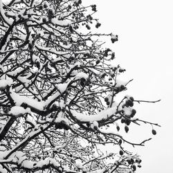 Low angle view of bare trees against sky