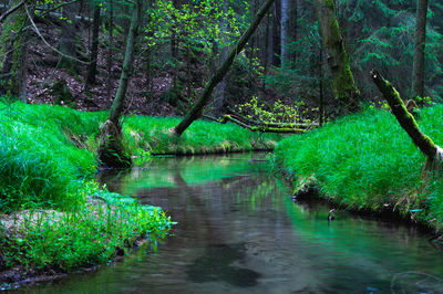 Scenic view of lake in forest