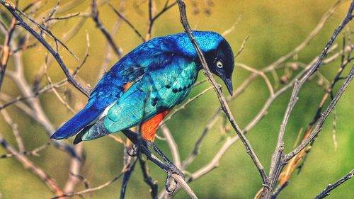 Close-up of bird perching on branch