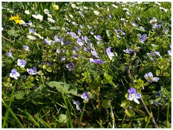 Blue flowers blooming in spring