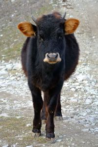Close-up of sheep standing on field