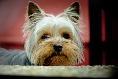 Portrait of a dog