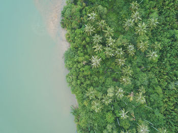 High angle view of plants growing on land