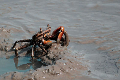 Close-up of crab on beach