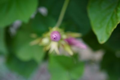 Close-up of plant