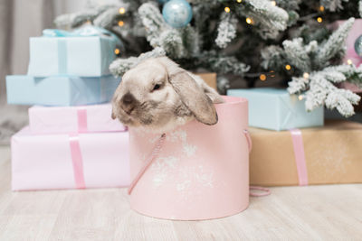 Cute gray lop-eared rabbit hiding in a round pink box under the christmas tree with gifts