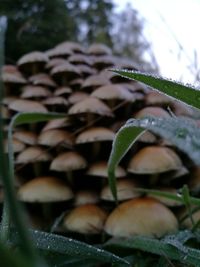 Close-up of fresh green plant