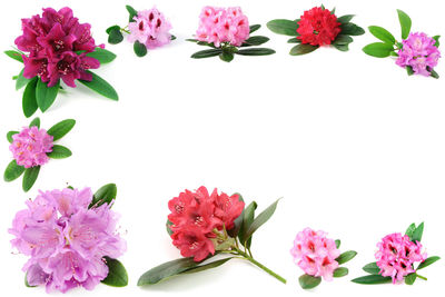 Close-up of pink flowers