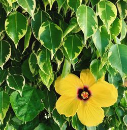 Close-up of yellow flowering plant